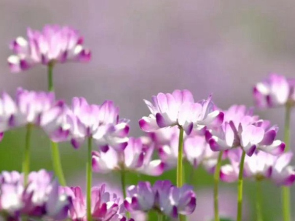 紫云英的美——欣欣向榮的紫云英 紫云英的美——欣欣向榮的紫云英