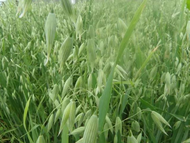 燕麥栽培技術以及播種方法 燕麥栽培技術以及播種方法