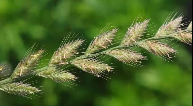 一年生黑麥草基本介紹,和多年生黑麥草有什么區別 一年生黑麥草基本介紹,和多年生黑麥草有什么區別
