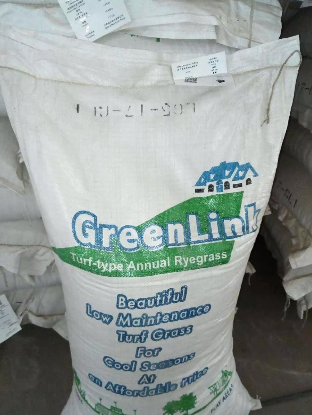 一年生黑麥草草坪型——綠帶(Green Links) 一年生黑麥草草坪型——綠帶(Green Links)