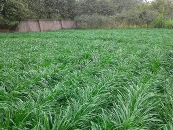 優質牧草種子一年生黑麥草栽培技術與播種方法 優質牧草種子一年生黑麥草栽培技術與播種方法