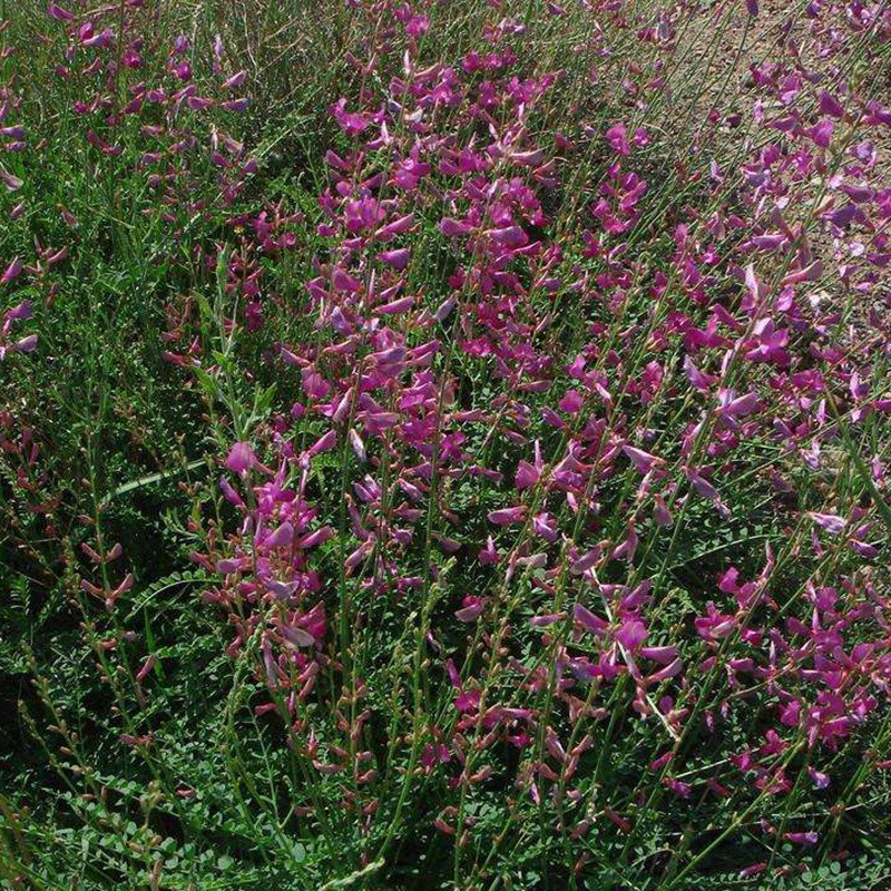 紅豆草的栽培技術與管理方法 紅豆草的栽培技術與管理方法