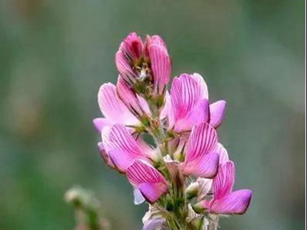 牧草皇后“紅豆草”主要價值與應用 牧草皇后“紅豆草”主要價值與應用