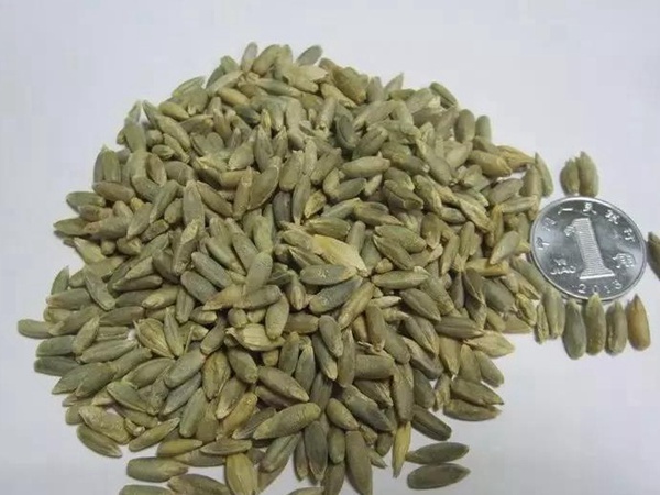 黑麥草種子—冬牧70牧草種子管理方法 黑麥草種子—冬牧70牧草種子管理方法