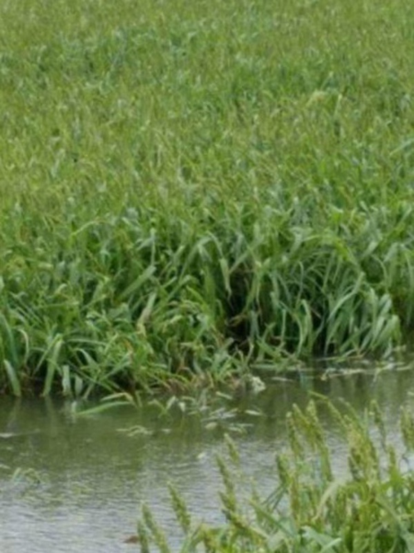 小米草的種植要求之小龍蝦養(yǎng)殖要求 小米草的種植要求之小龍蝦養(yǎng)殖要求