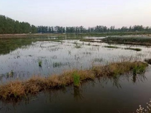 小米草種植方案需要哪幾個步驟 小米草種植方案需要哪幾個步驟