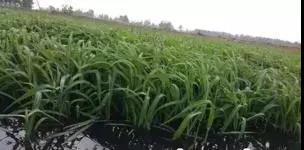 龍蝦養殖中小米草如何種植效益比較好 龍蝦養殖中小米草如何種植效益比較好