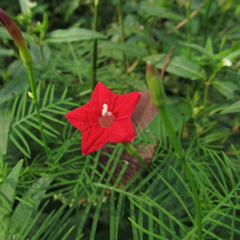 羽葉蔦蘿 羽葉蔦蘿