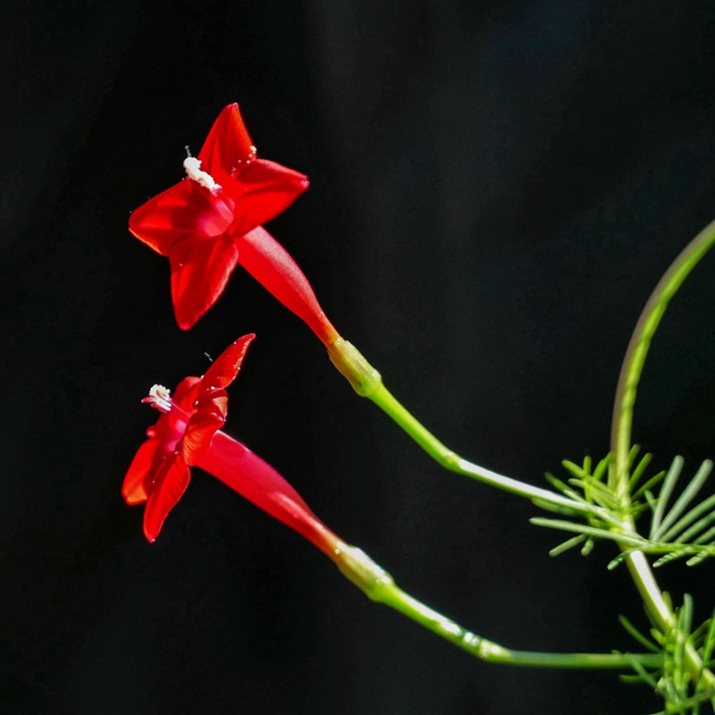 羽葉蔦蘿 羽葉蔦蘿