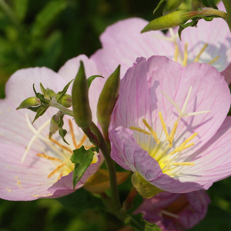 美麗月莧草 美麗月莧草