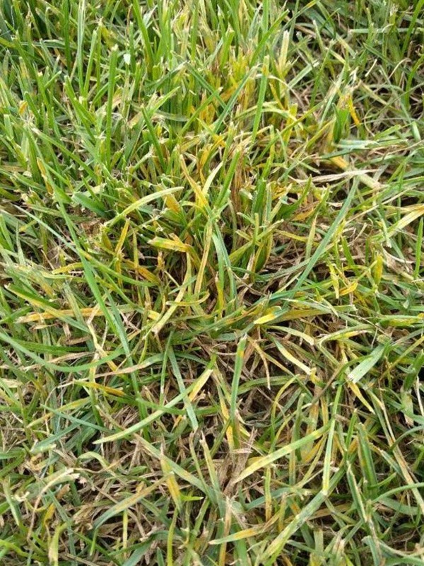 園林植保︱草坪銹病的發生及如何防治 園林植保︱草坪銹病的發生及如何防治