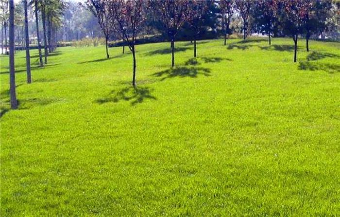 長(zhǎng)三角地區(qū)冬季混播草坪養(yǎng)護(hù)技術(shù)與管理方法