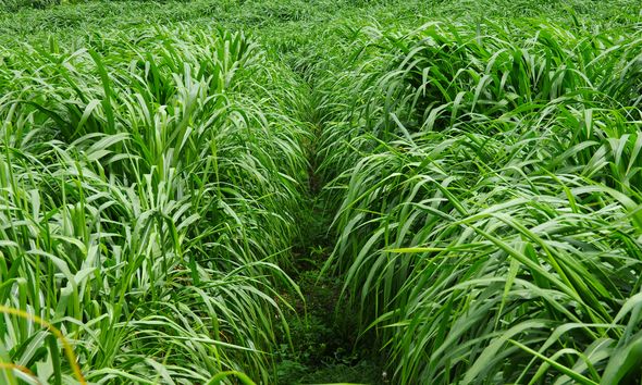 養牛最適合種植什么牧草比較好?種植方法是什么? 養牛最適合種植什么牧草比較好?種植方法是什么?