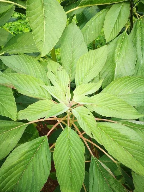 養豬用什么牧草種植比較好? 養豬用什么牧草種植比較好?