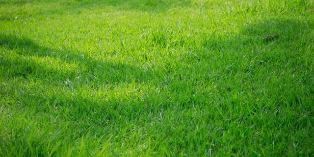 高羊茅草坪種植栽培方法是什么,有什么需要注意的? 高羊茅草坪種植栽培方法是什么,有什么需要注意的?