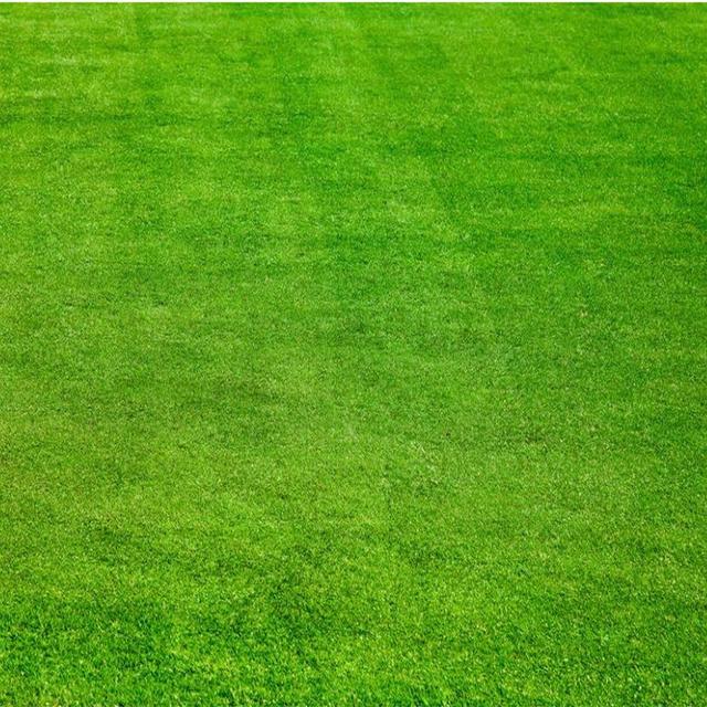 草坪綠化中的王者，護(hù)坡能力強大的的剪股穎草種