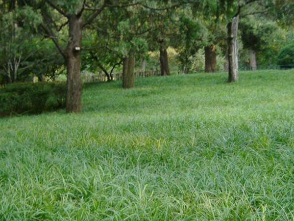 堿茅草種子多久能發(fā)芽，播種方法是什么？