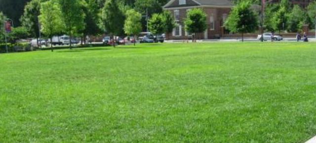 鹽堿地優良牧草種子——堿茅 鹽堿地優良牧草種子——堿茅