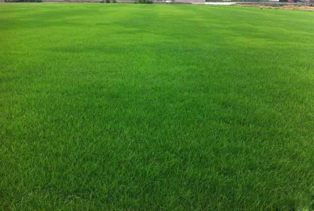 多年生黑麥草在我國的發(fā)展形式為何會(huì)這么的好？