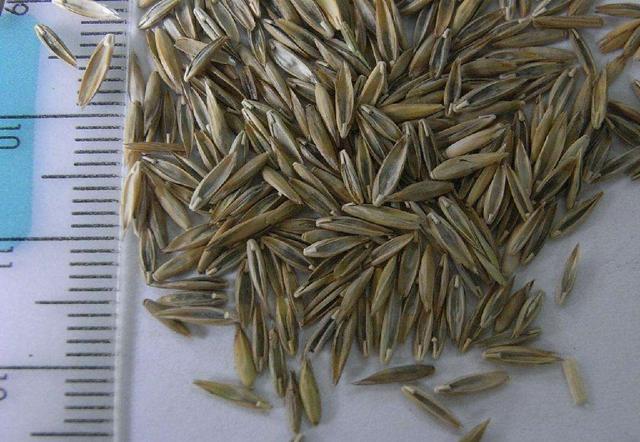 牧草種子——黑麥草什么季節(jié)播種比較好