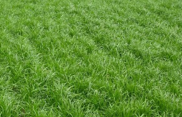冬天適合播種的牧草——一年生黑麥草