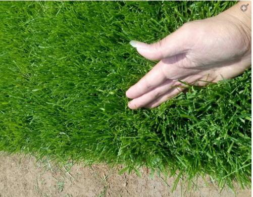 早熟禾草坪雜草發生規律及處理方案！