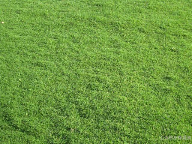 園林里的一片綠——果嶺草的綠化 園林里的一片綠——果嶺草的綠化