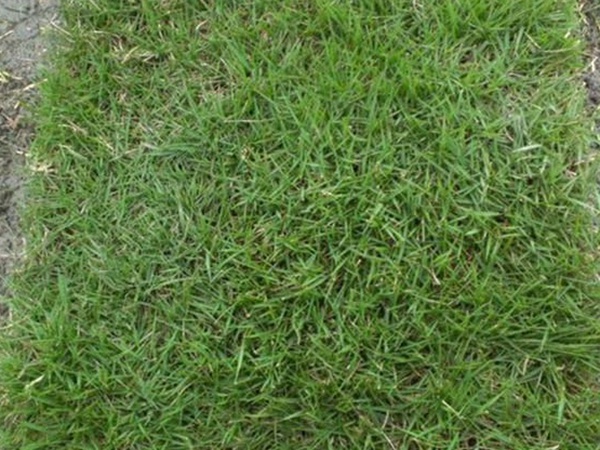 果嶺草草種冬季管理方法以及養護技術的標準 果嶺草草種冬季管理方法以及養護技術的標準