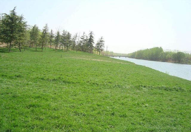 生命力頑強(qiáng)、耐踐踏又美觀的狗牙根草坪 生命力頑強(qiáng)、耐踐踏又美觀的狗牙根草坪