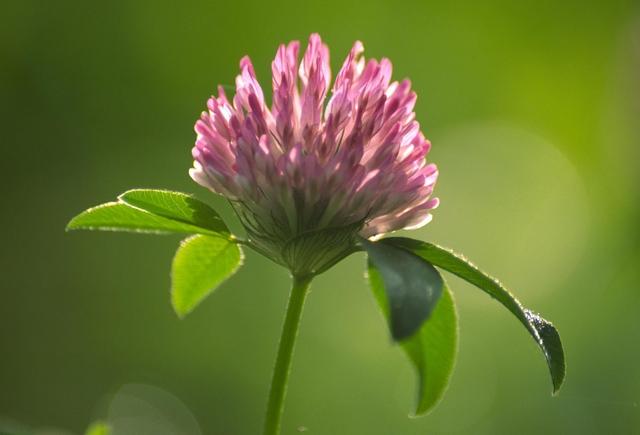 紅三葉種植技術(shù)介紹,多樣用處的三葉草 紅三葉種植技術(shù)介紹,多樣用處的三葉草