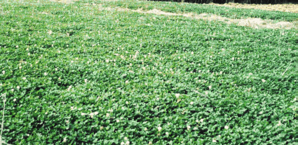 白三葉的種植技術(shù),什么時(shí)候種植比較合適 白三葉的種植技術(shù),什么時(shí)候種植比較合適