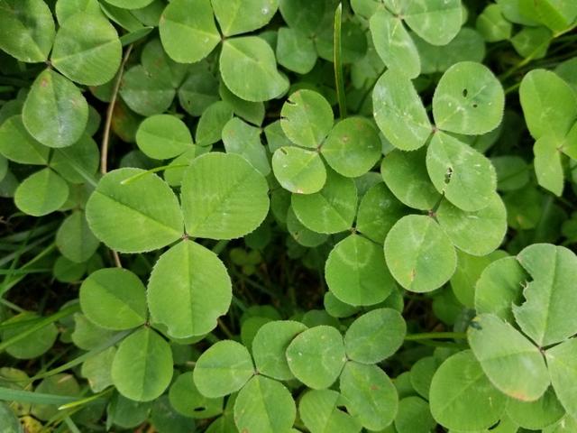 白三葉和紅花酢漿草識別技術要點有哪些 白三葉和紅花酢漿草識別技術要點有哪些