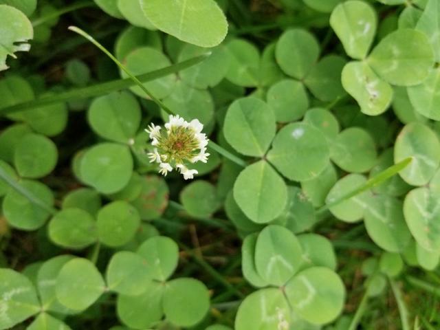 白三葉和紅花酢漿草識別技術要點有哪些 白三葉和紅花酢漿草識別技術要點有哪些