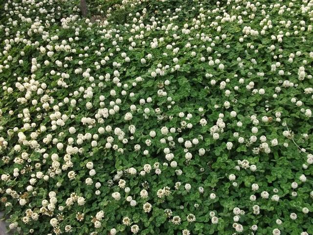 白三葉魅力為啥如此的大，觀賞性大，居然那么多的人都去種植