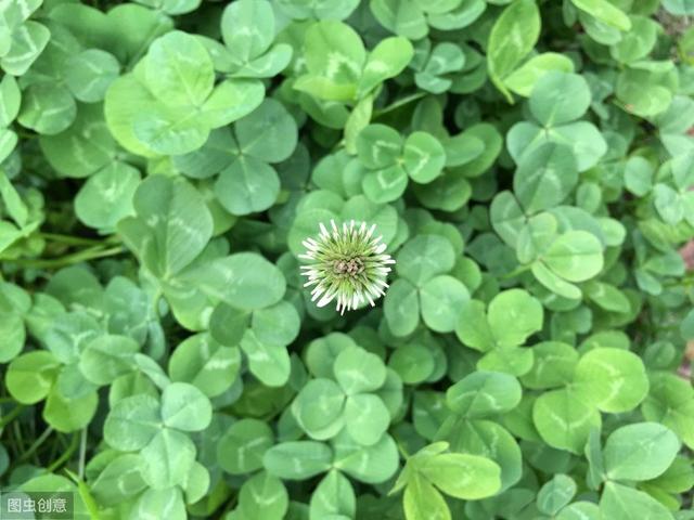白三葉草優點有哪些，觀賞性怎么樣