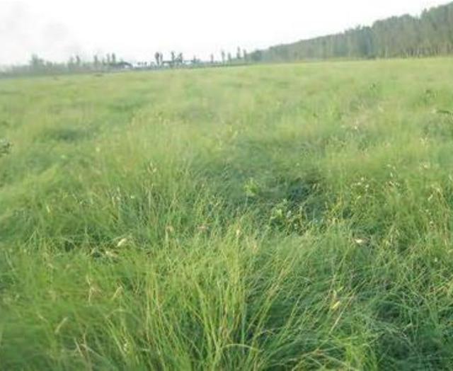 野牛草種植技術(shù)以及養(yǎng)護(hù)管理方法有哪些 野牛草種植技術(shù)以及養(yǎng)護(hù)管理方法有哪些