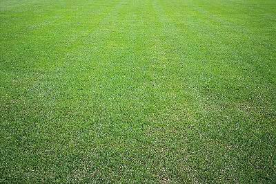 野牛草優(yōu)點(diǎn)優(yōu)勢(shì)有哪些,野牛草有著非常不錯(cuò)的經(jīng)濟(jì)價(jià)值 野牛草優(yōu)點(diǎn)優(yōu)勢(shì)有哪些,野牛草有著非常不錯(cuò)的經(jīng)濟(jì)價(jià)值