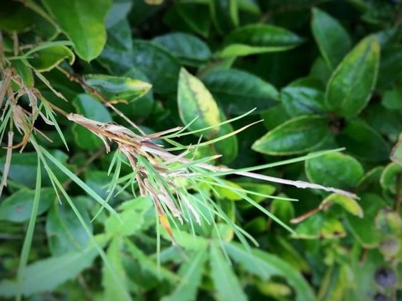 生命力頑強的草，它的名字盡然叫“狗牙根”