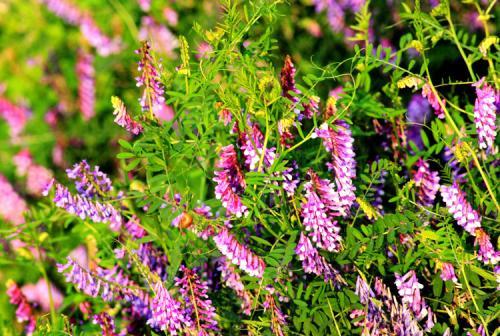 毛苕子的種植技術介紹以及播種時間 毛苕子的種植技術介紹以及播種時間