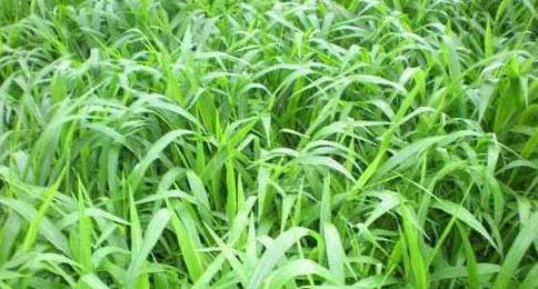 南方適合種植的牧草寬葉雀稗種子，喂牛適合的牧草種子