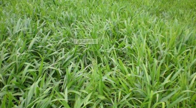 南方適合種植的牧草寬葉雀稗種子，喂牛適合的牧草種子