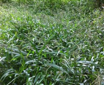 南方地區適宜種植的牧草---寬葉雀稗 南方地區適宜種植的牧草---寬葉雀稗