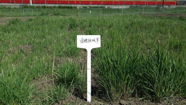 種植披堿草產(chǎn)量高必須掌握了這兩個方法 種植披堿草產(chǎn)量高必須掌握了這兩個方法