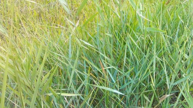 披堿草不僅可以做為一種牧草,還能作為一種防風護沙環境保護草 披堿草不僅可以做為一種牧草,還能作為一種防風護沙環境保護草