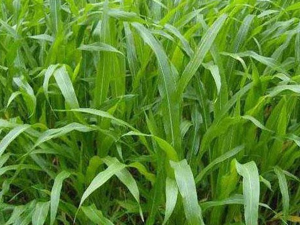 墨西哥玉米草種子哪家公司有賣？育苗方法是什么？