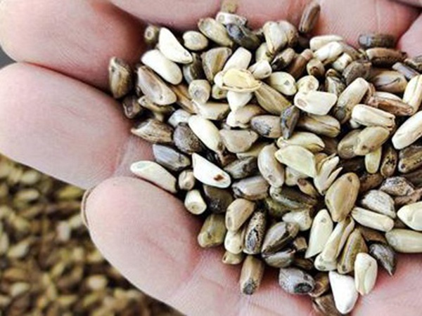 墨西哥玉米草出苗成活率是什么原因，怎么樣提高成活率？