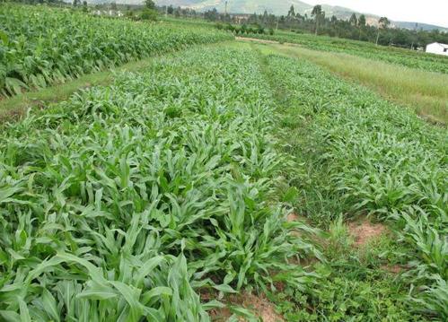 優(yōu)質牧草墨西哥玉米草適合在哪里種植比較好 優(yōu)質牧草墨西哥玉米草適合在哪里種植比較好