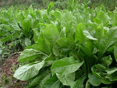 優(yōu)質(zhì)牧草推薦---菊苣基本介紹
