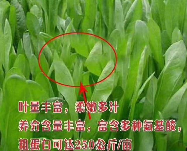 牧草菊苣是多年生嗎？種植方法是什么？