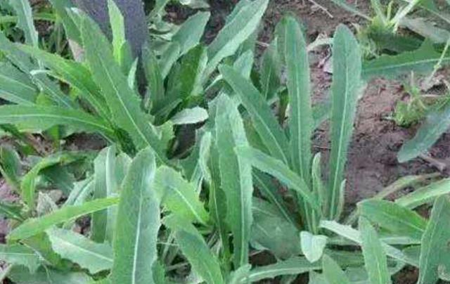 在田間小路看見的優(yōu)質(zhì)牧草-苦荬菜種植技術(shù)及品種價值 在田間小路看見的優(yōu)質(zhì)牧草-苦荬菜種植技術(shù)及品種價值